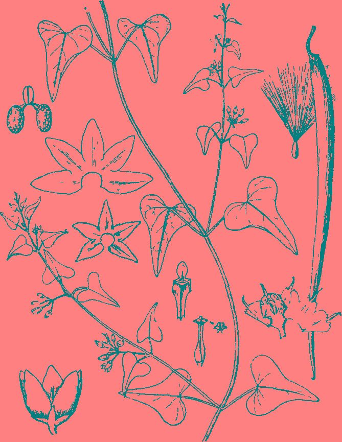  p> b>羊角子草 /b>(学名: i>cynanchum cathayense /i>)为萝藦科 a