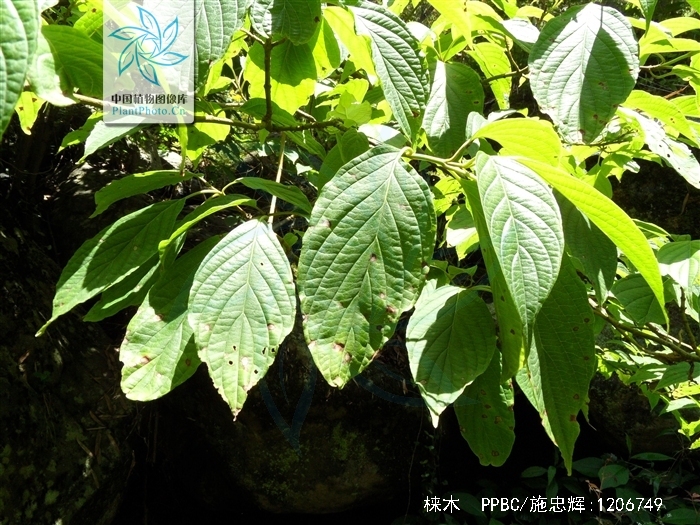 swida macrophylla (wall.) soják