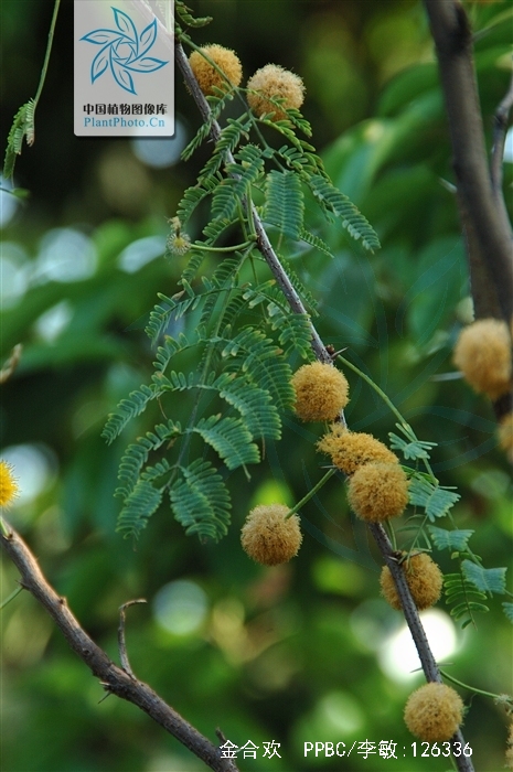 别名:鸭皂树,刺球花,消息树等;灌木或小乔木,树皮粗糙,褐色,多分枝