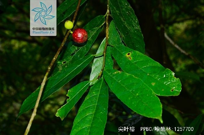  p>尖叶榕(学名: i>ficus henryi /i>)为桑科榕属下的一个种.