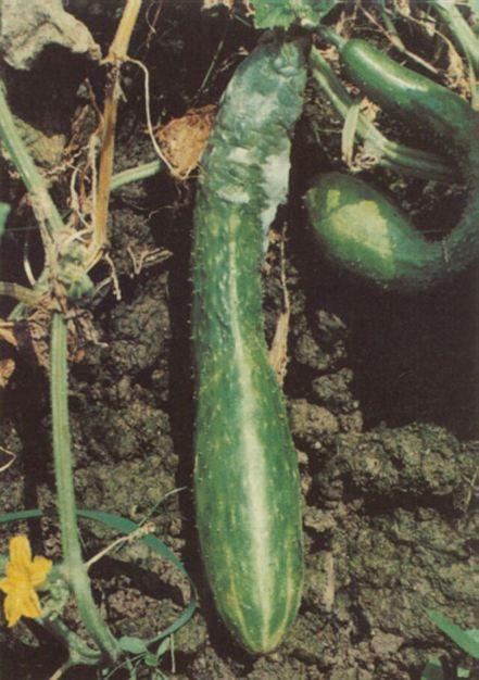  p data-id="gn76hrigl7">黄瓜绵疫病又称绵腐病,主要危害果实.