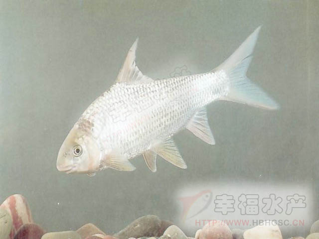  p data-id="tiosmrrvfwla">白甲鱼是鲤形目鲤