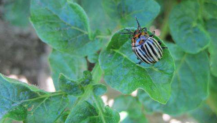  p>马铃薯甲虫属鞘翅目, a href="#" data-lemmaid="5870759">叶甲科 