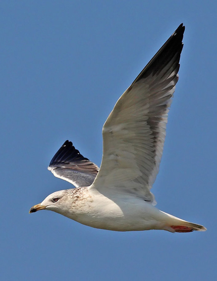  p>灰背鸥(学名: i>larus schistisagus /i>)大型水鸟,体长62~69厘米.