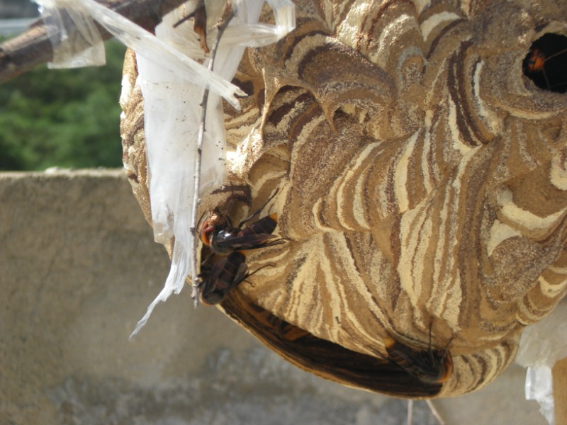  p>厚皮蜂,又名树黑蜂,二土甲,树土甲,厚皮壳,懒鲁包等. /p>