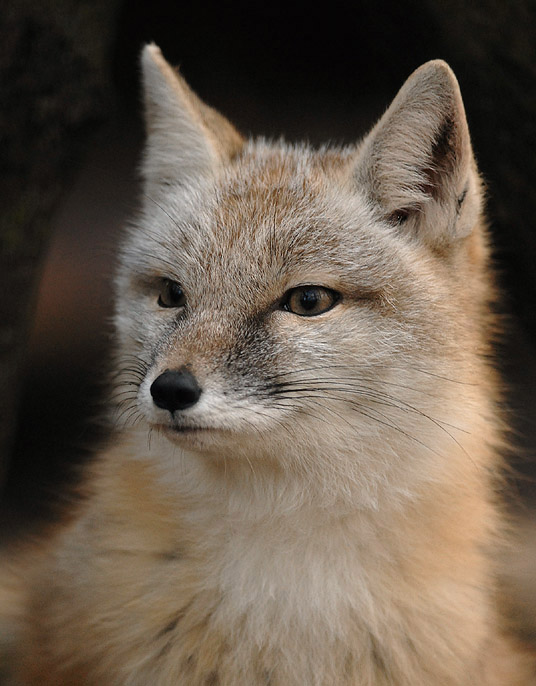  p>沙狐(学名: i>vulpes corsac /i>):体长50-60厘米,尾长25-35厘米