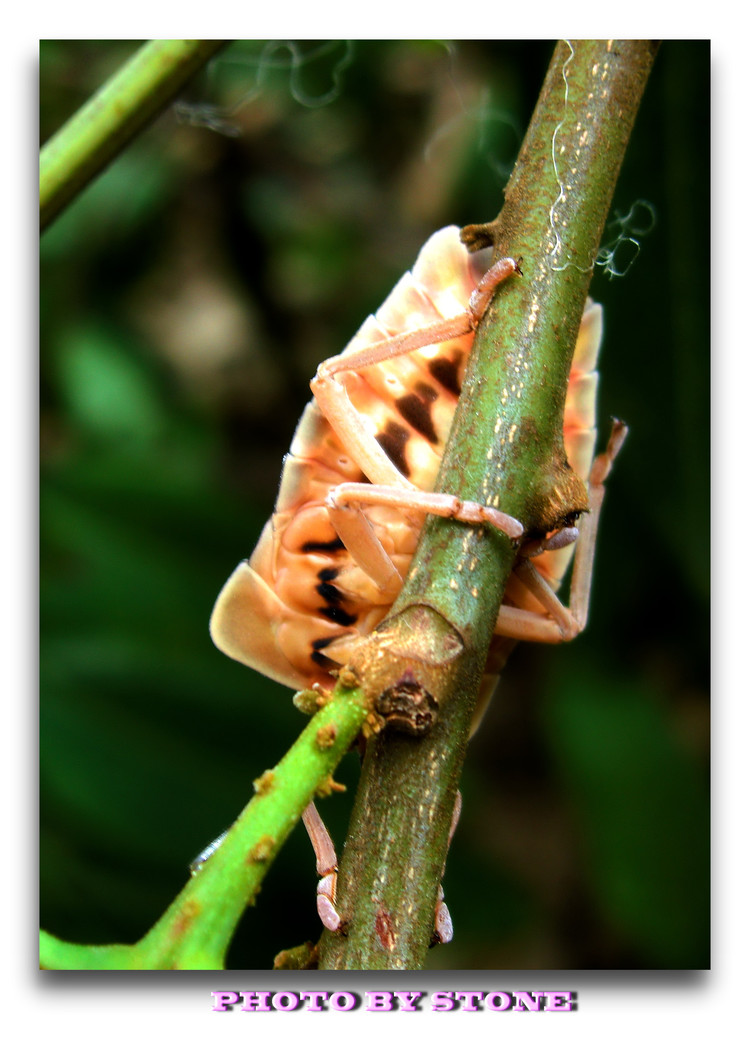 一年发生5代,主要种类有绿盲蝽蟓,三点盲蝽蟓,苜蓿盲蝽蟓等.