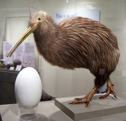  p>褐几维鸟(学名: i>apteryx australis /i>)又译为 a target="