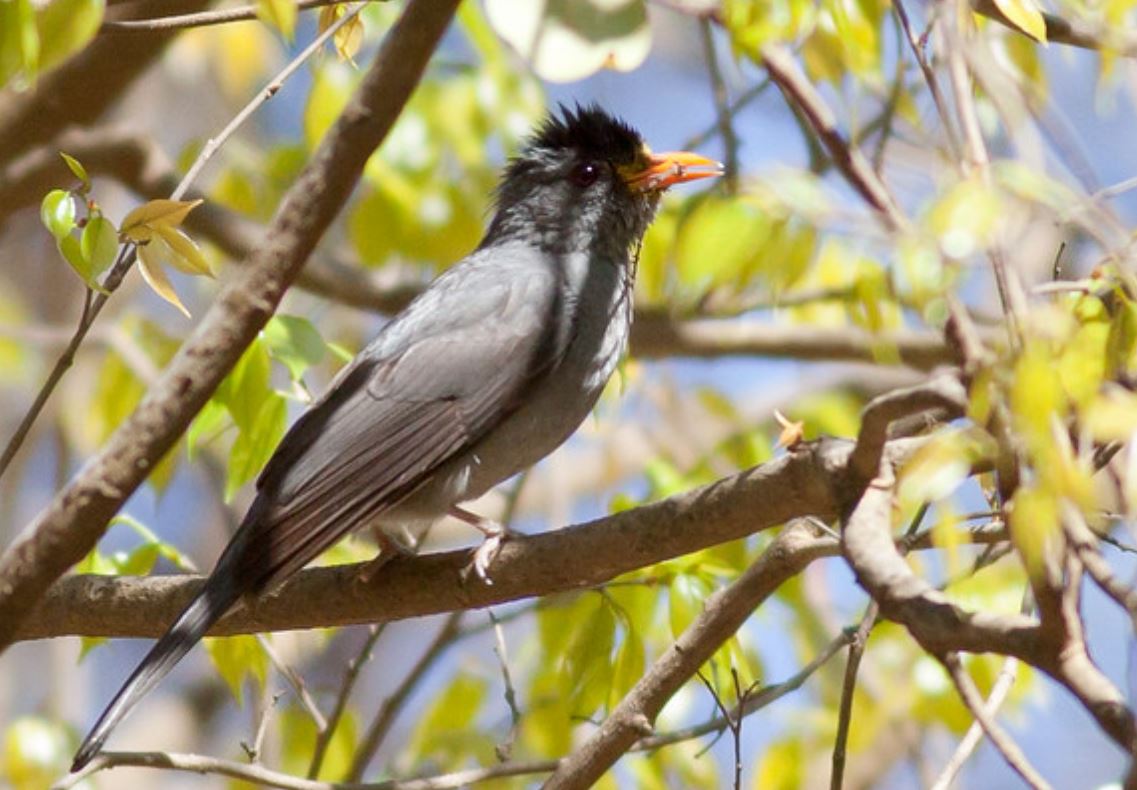 hypsipetes madagascariensis