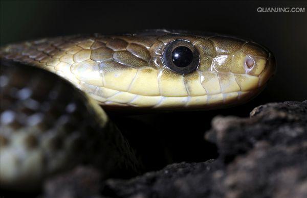  p>椰心叶甲(学名: i>brontispa longissima /i>)是金龟子科,叶甲虫属