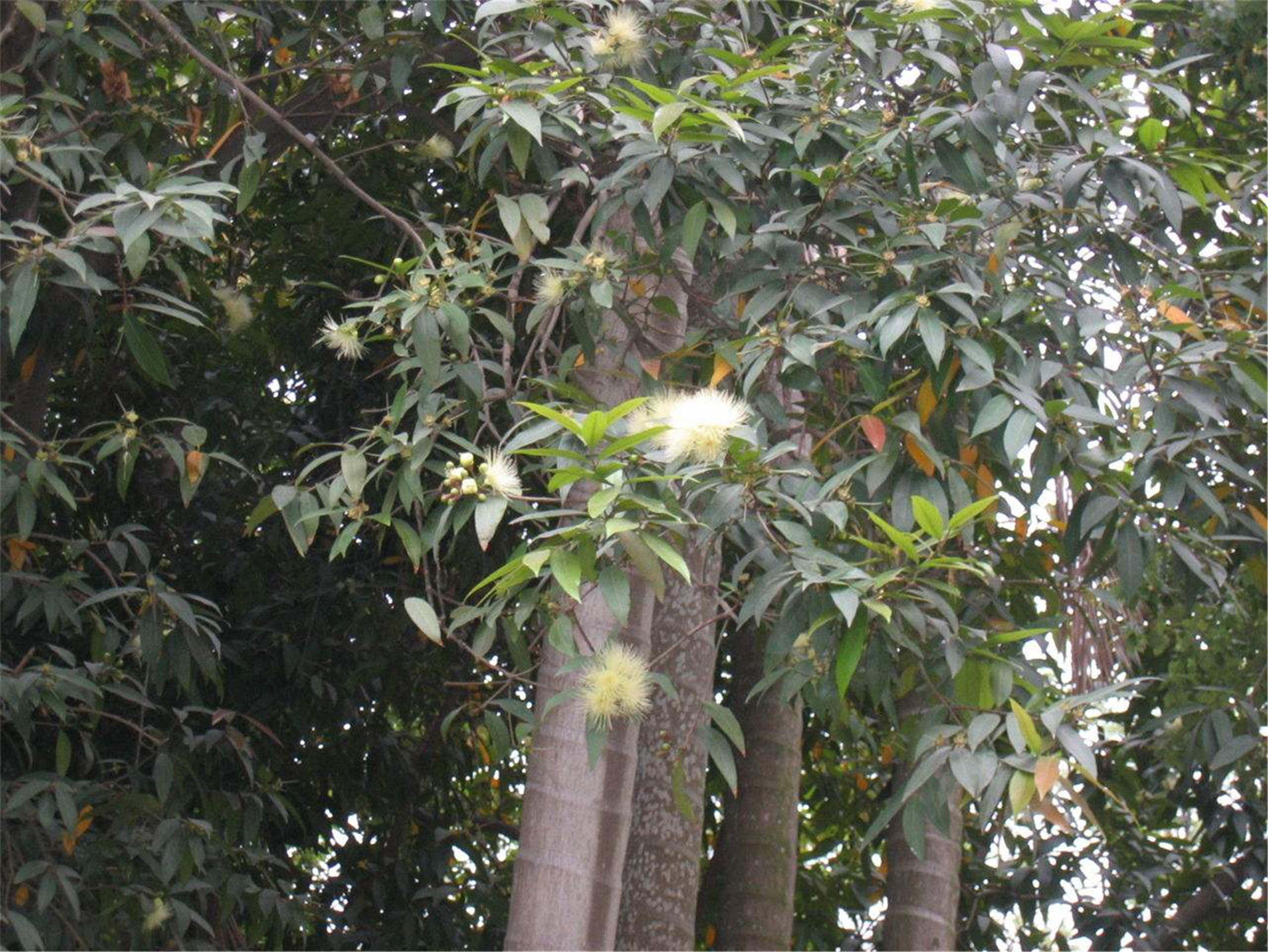  p>海南蒲桃(学名: i>syzygium hainanense /i> chang et miau)是