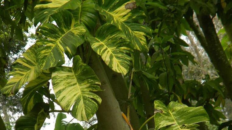  p>麒麟叶(学名: i>epipremnum pinnatum /i> (l.) engl.