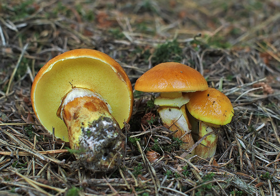 厚环粘盖牛肝菌