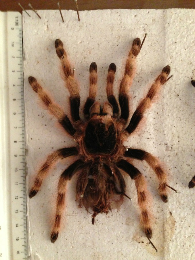 巴西黑白脚蜘蛛