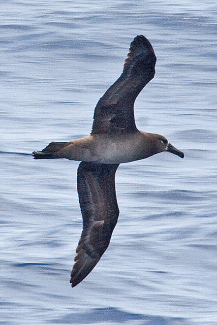  p>黑脚信天翁(学名: i>phoebastria nigripes /i>)为鹱形目 a target