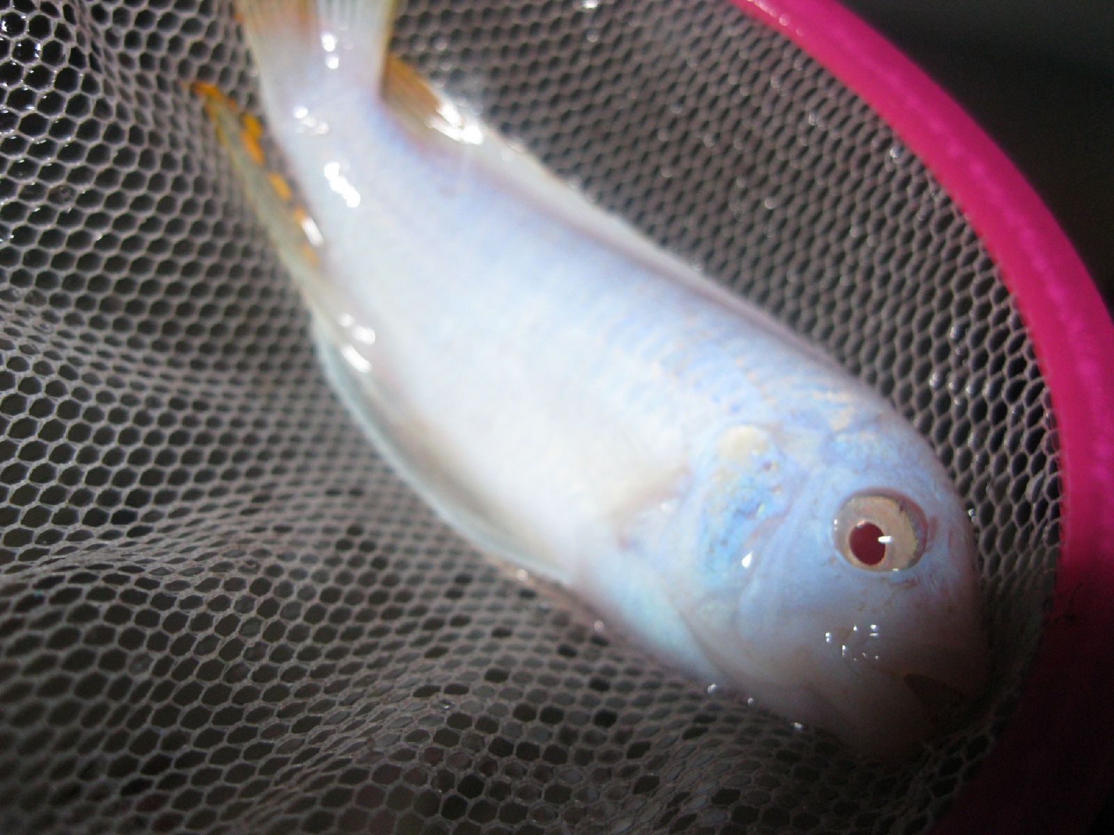 gnbajvgz5t">雪鲷, a target="_blank" href="/item/非洲慈鲷/571031"