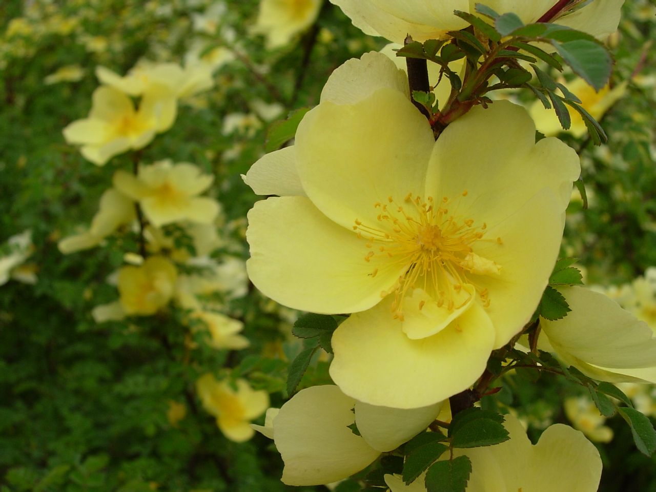  p>黄刺玫,拉丁学名: rosa xanthina lindl,落叶灌木.