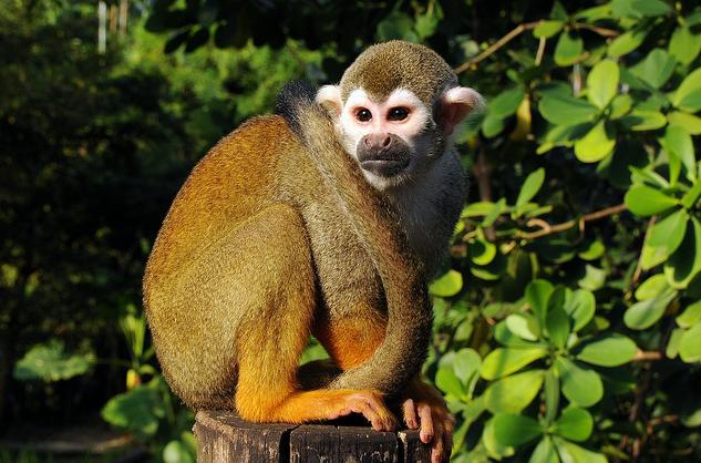 >),是产于南美洲的小型猴类,驯养容易,又能繁殖,是正逐渐宠物化的动物