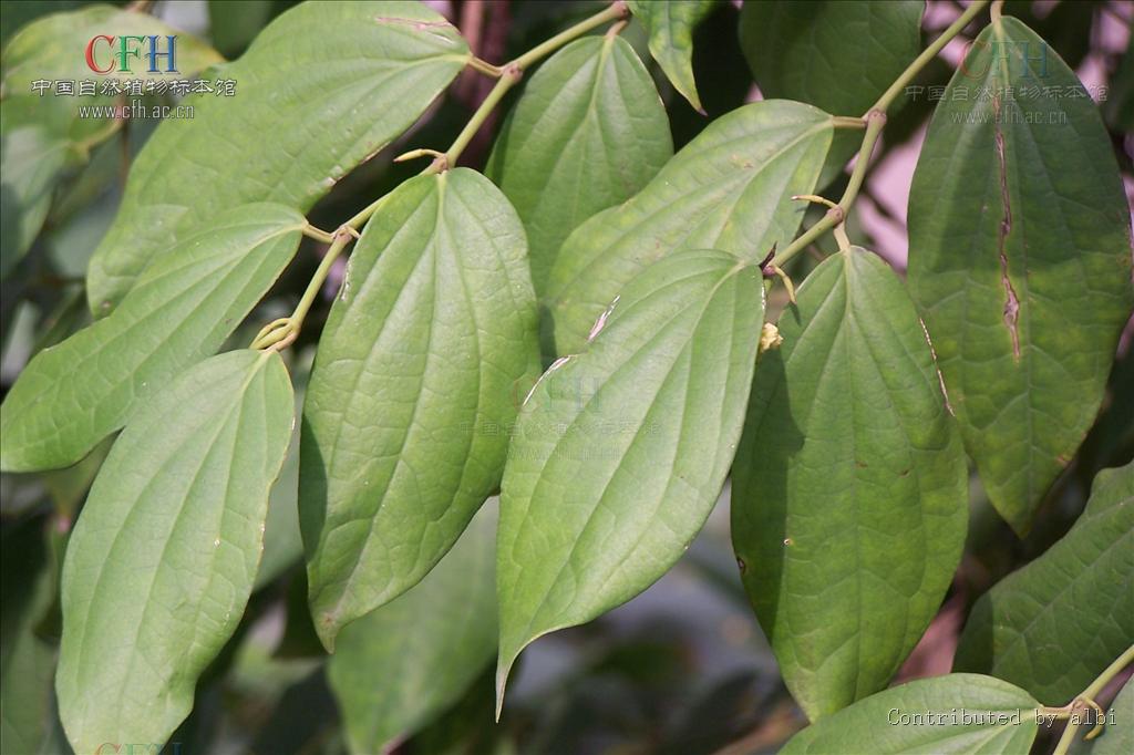  p>满天香(学名:murraya tetramera huang)是胡椒科胡椒属植物,巴岩香