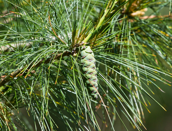 a href="#" data-lemmaid="2111895">大乔木 /a>,高可达50米,冠宽10米