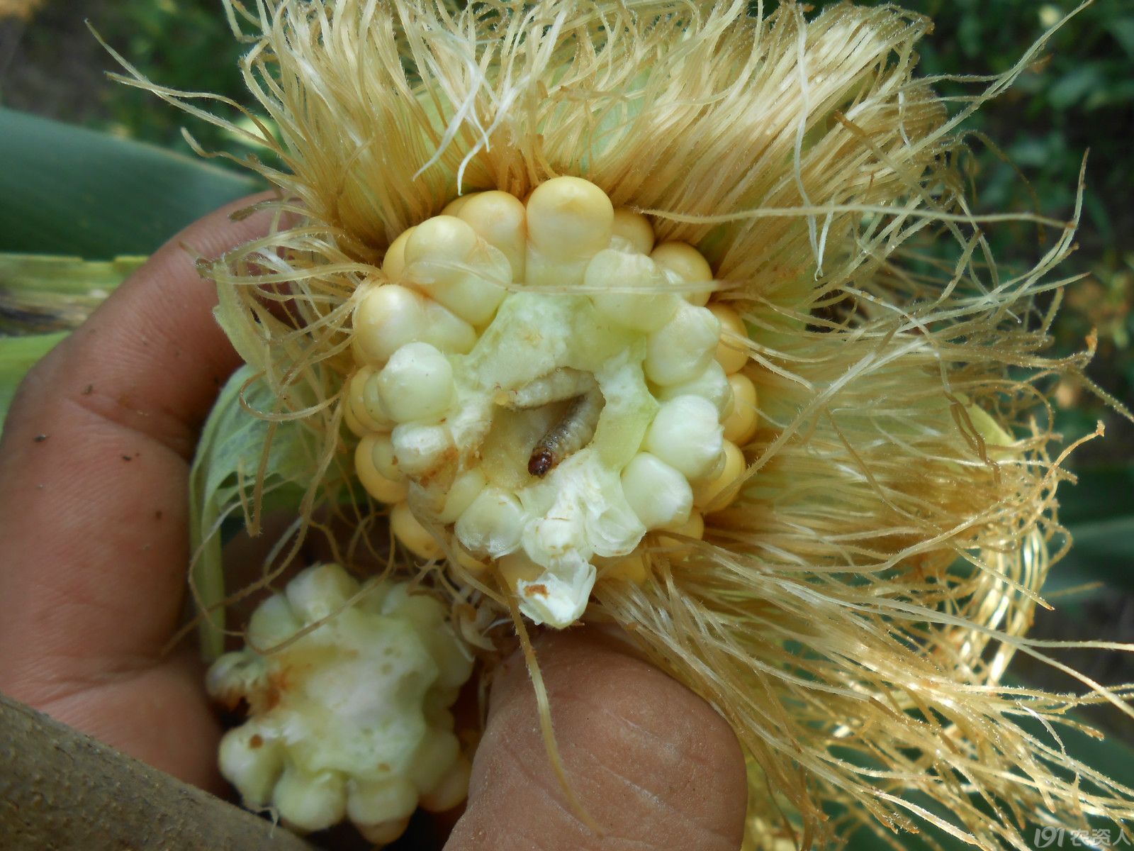  p>亚洲玉米螟, i>ostrinia furnacalis /i>,属鳞翅目 a href="#">