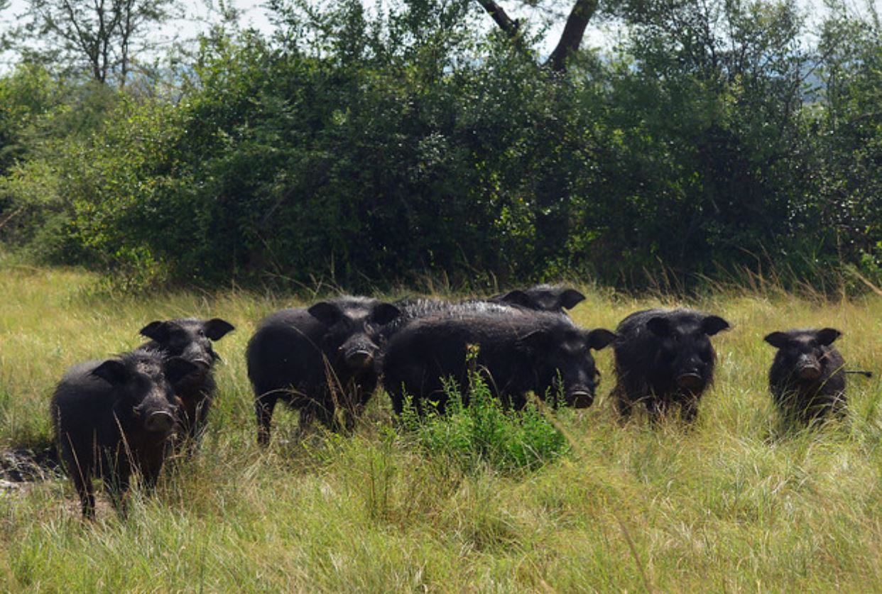  p>大林猪属(学名: i>hylochoerus /i>):是哺乳纲, a href="#" data