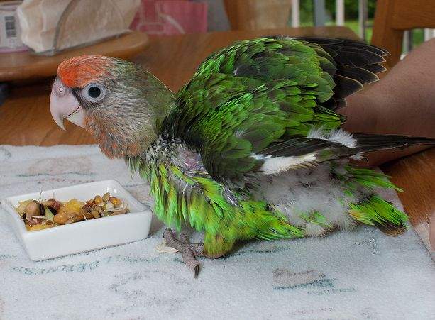  p>瑞氏灰头鹦鹉(学名:poicephalus fuscicollis fuscicollis)是典型