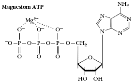 ATP 和鎂離子相互作用