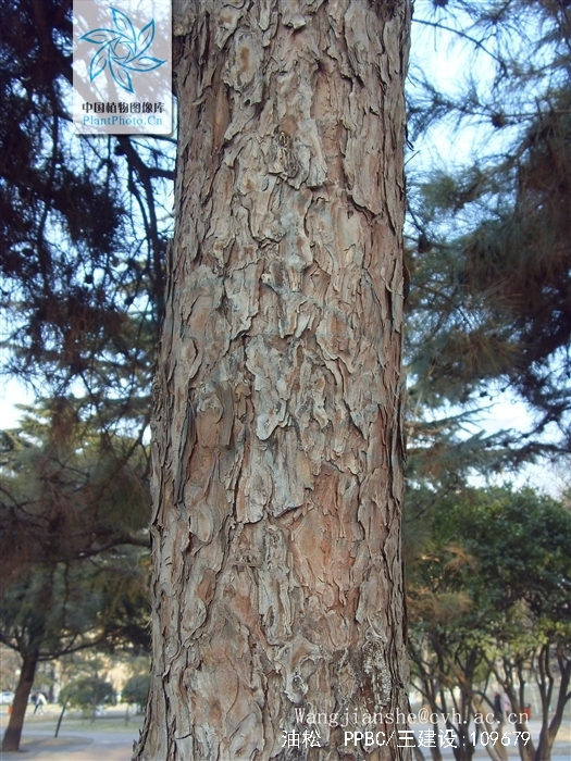  p>油松(学名: i>pinus tabuliformis /i> carr.