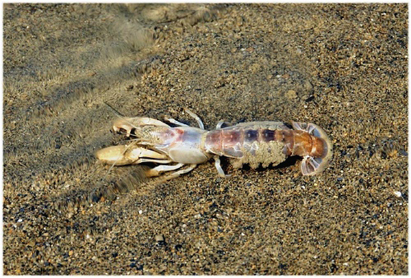  p>美食奥蝼蛄虾 (学名: i>austinogebia edulis /i>):俗称 a href="