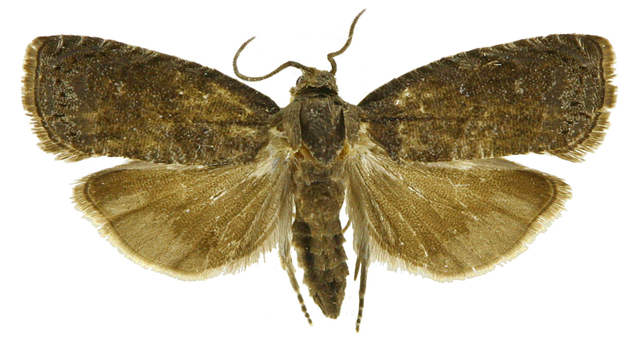  p>梨小食心虫( i>grapholitha molesta /i>)是卷蛾科,小食心虫属的一