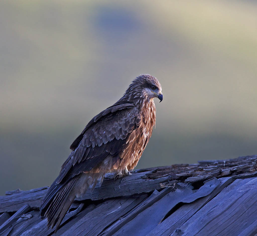  /i>)为 a href="#" data-lemmaid="2344129">鹰科 /a>齿鹰亚科的鸟类