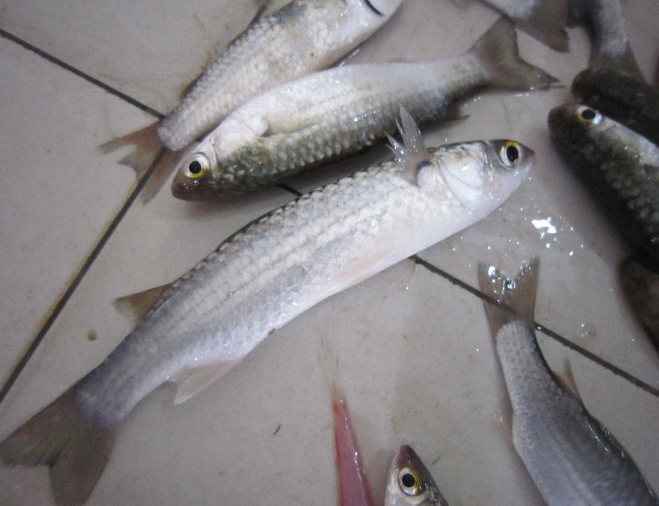  p>俗称"子鲚 ",又称"鲚鱼",属名贵的经济鱼类.