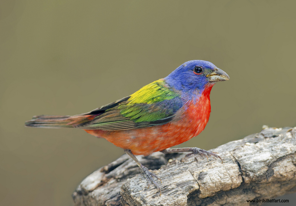  p>丽彩鹀是生活在北美的一种歌鸟, a href="#" data-lemmaid="28736"