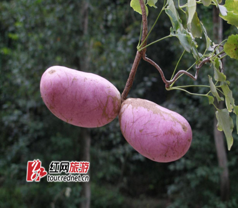  p>六月瓜为 a href="#">木通科 /a>植物 a