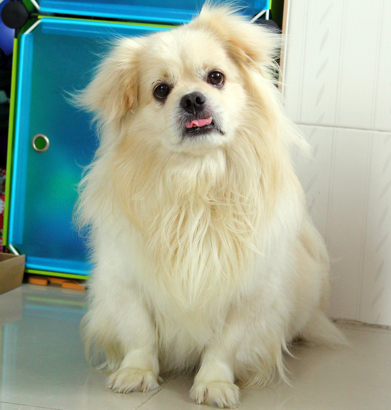  p data-id="gncnnf5nm5">中国狮子狗(shih tzu)又称 b>北京狗 /b>