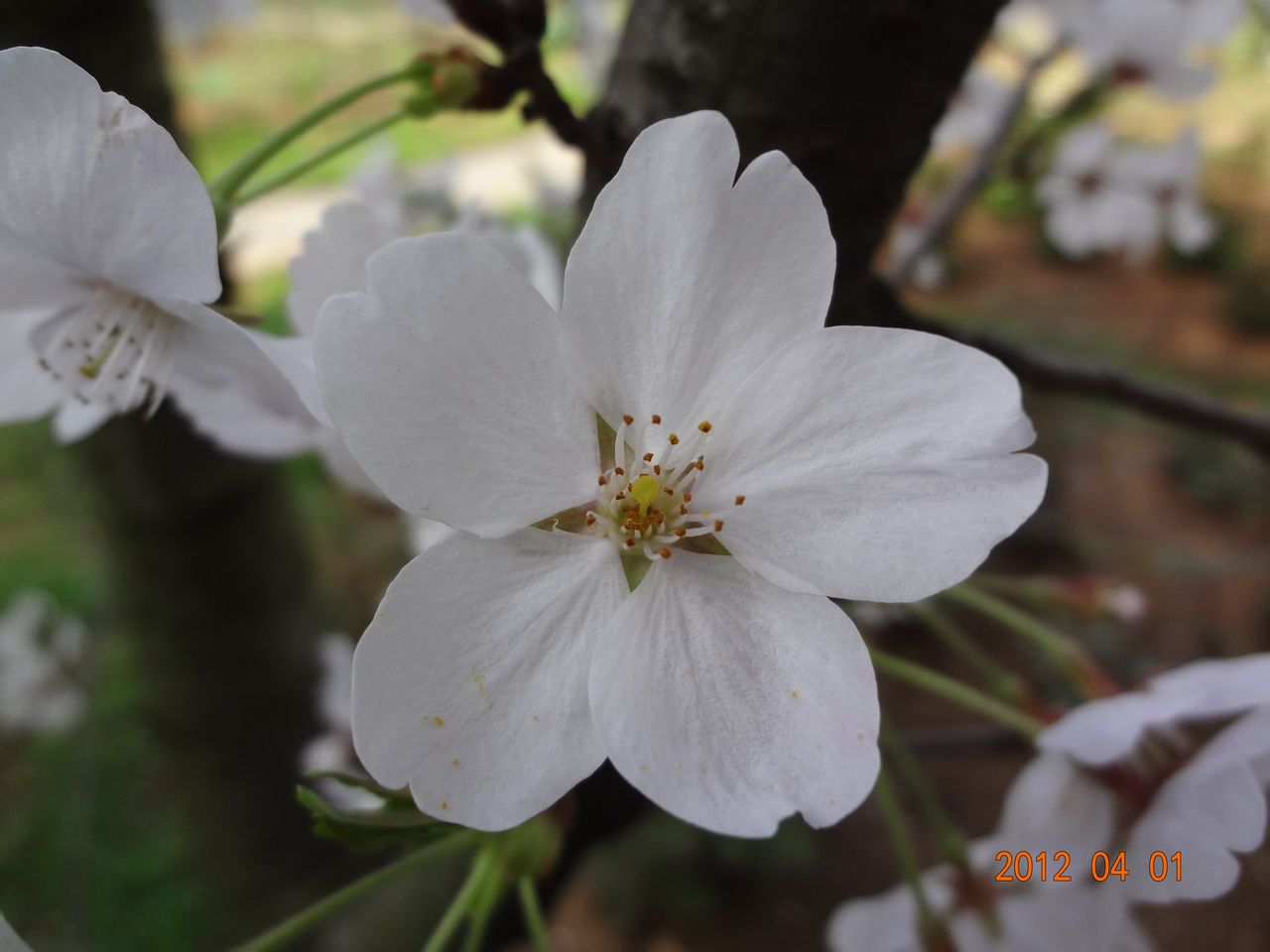 大岛樱是野生樱花的代表,很多园艺品种樱花来源于此,原产地日本,叶子