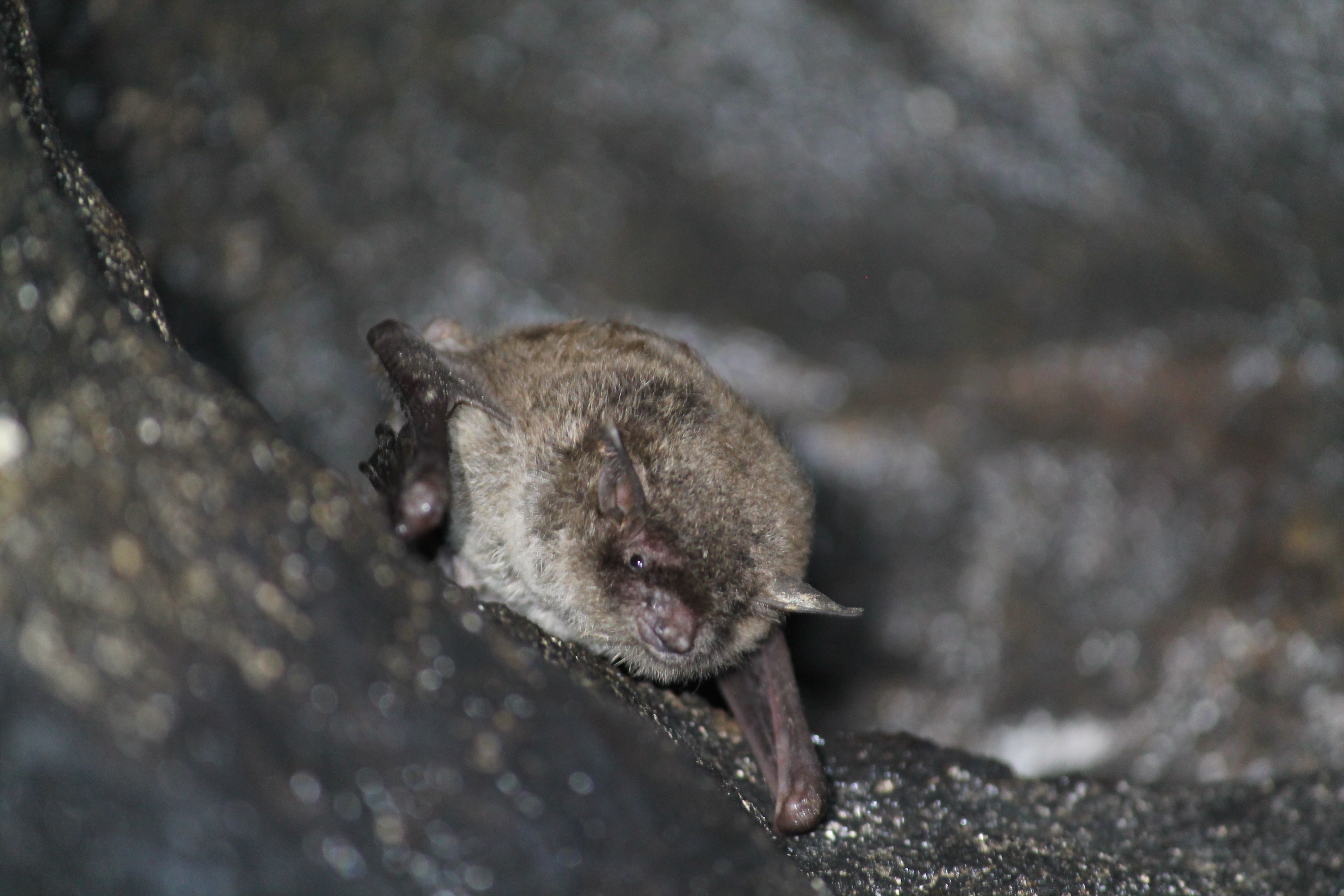 myotis adversus
