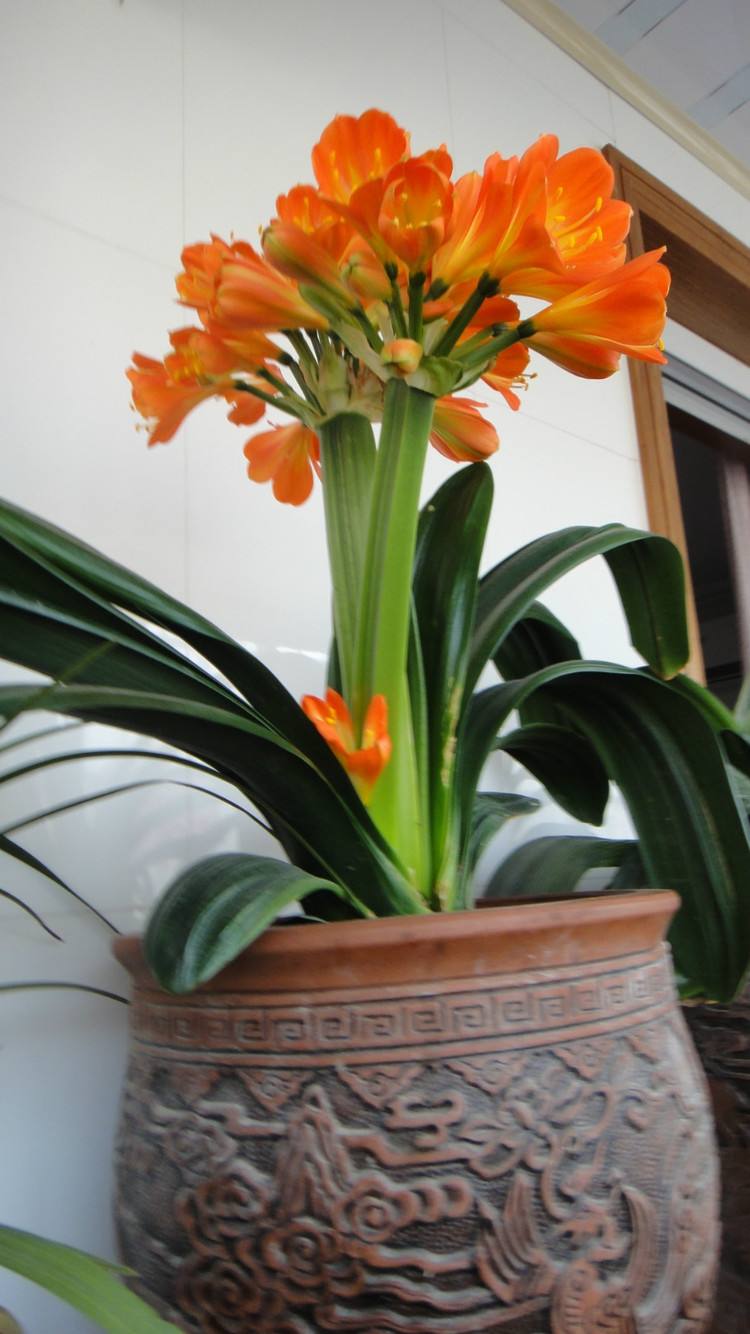 君子兰×贺岁兰