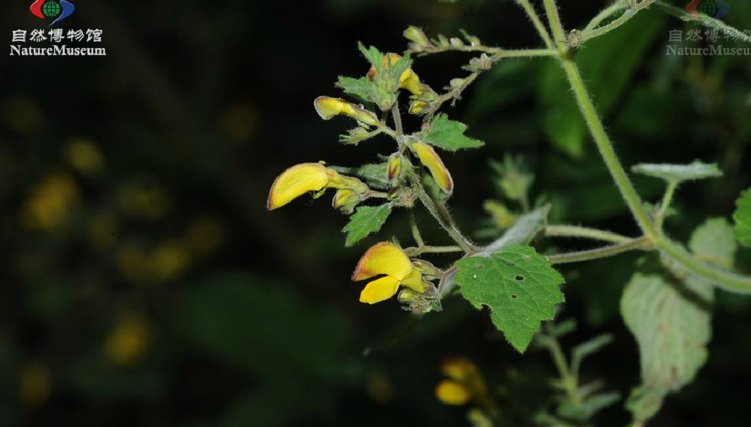 为唇形科植物冠唇花 i>microtoenainsuavis /i>(hance)prainexdunn的