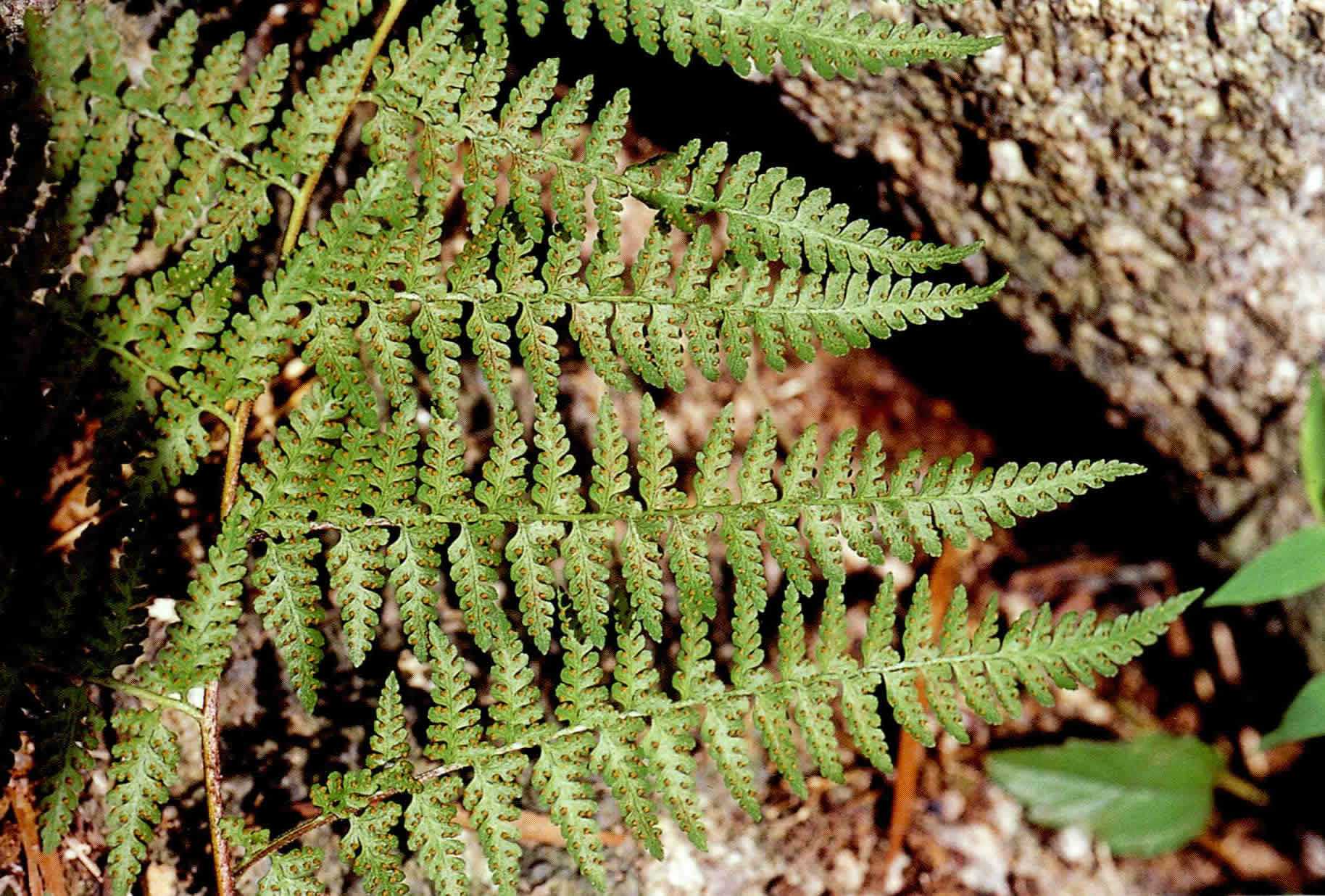  p>鱼鳞蕨植株高常1m以上.