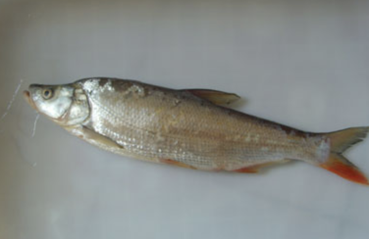  p data-id="gnwhzwgckx">蒙古红鮊(学名: i>erythroculter