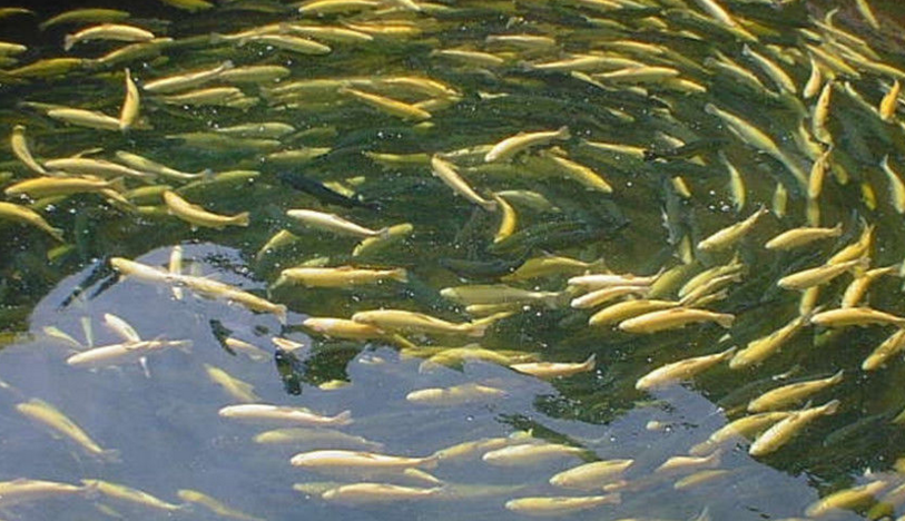  p> a href="#"> /a> /p> p>泉水鱼, i>semilabeo prochilus  /i>