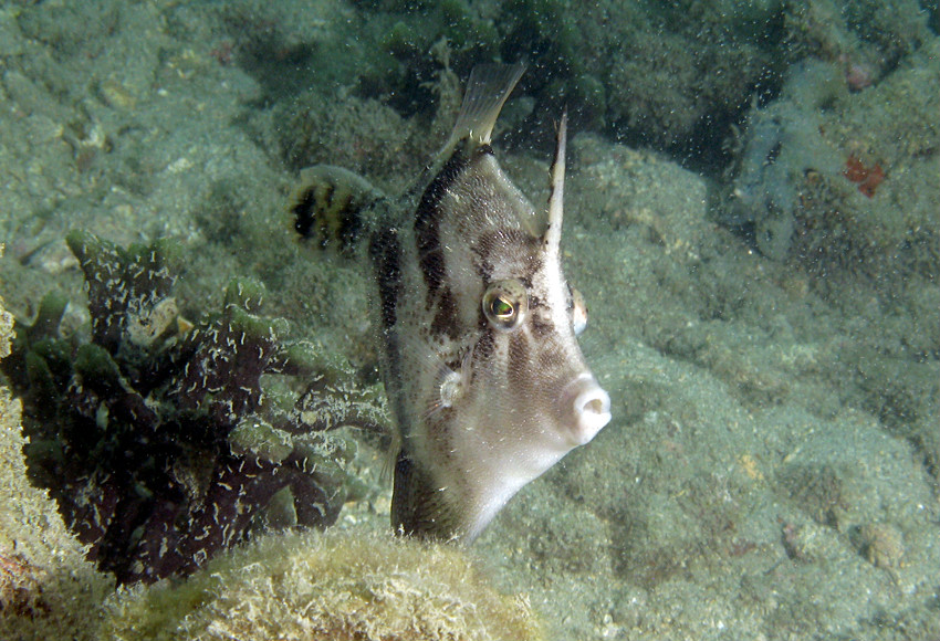  p>中华单角鲀( i>monacanthus chinensis  /i>(osbeck, 1765) 是单棘