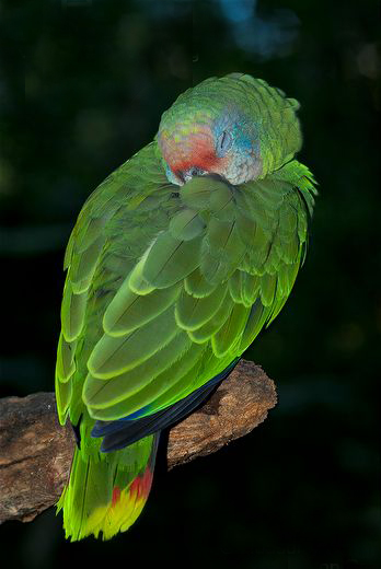  p>红尾亚马逊鹦鹉(学名:amazona brasiliensis)是典型的 a target="