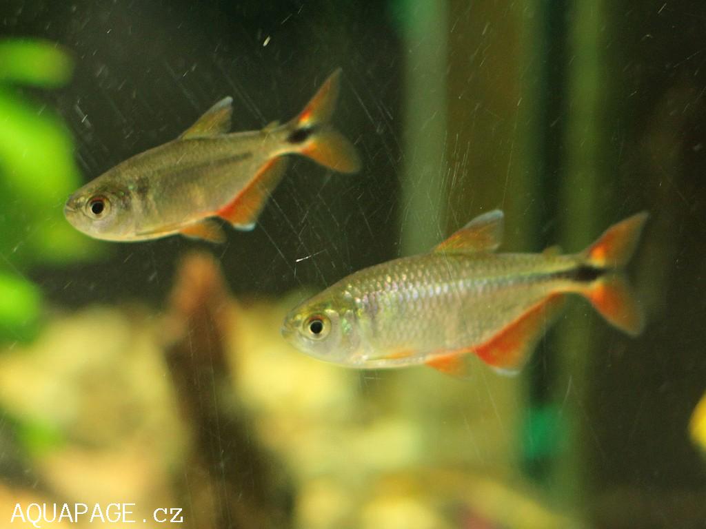  p>金十字灯鱼的各鳍上遍布着鲜红并和金色条纹穿插出渐层,背鳍有着