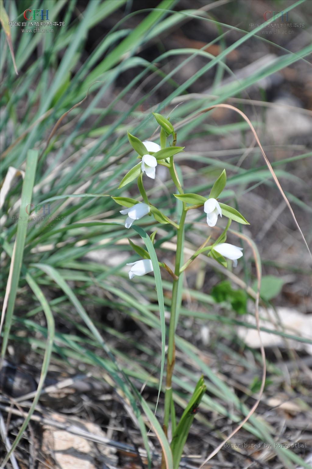 eulophia graminea lindl.