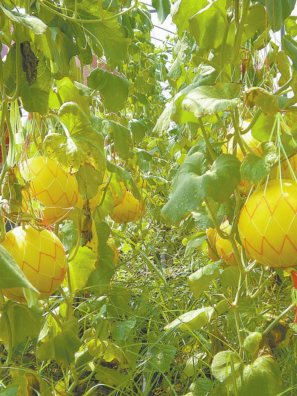 是葫芦科一年生 a target="_blank" href="/item/蔓性草本植物">蔓性