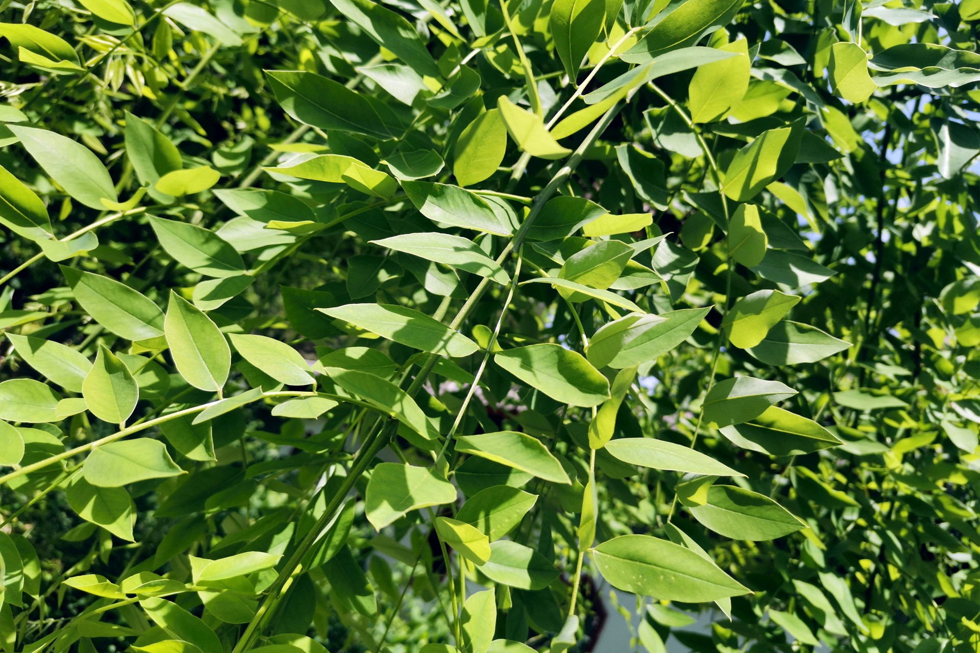  p> b>龙爪槐 /b>(学名:sophora japonica)为乔木,高达25米;树皮灰