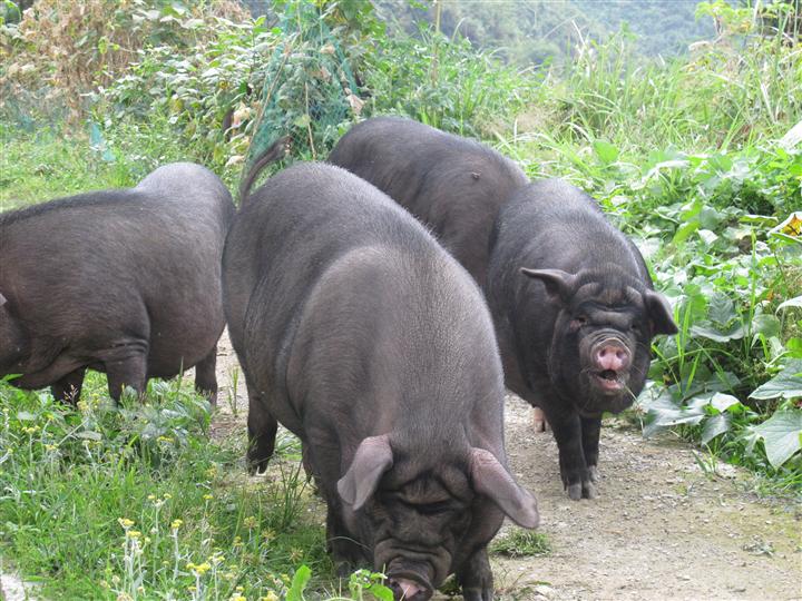 贵州香猪
